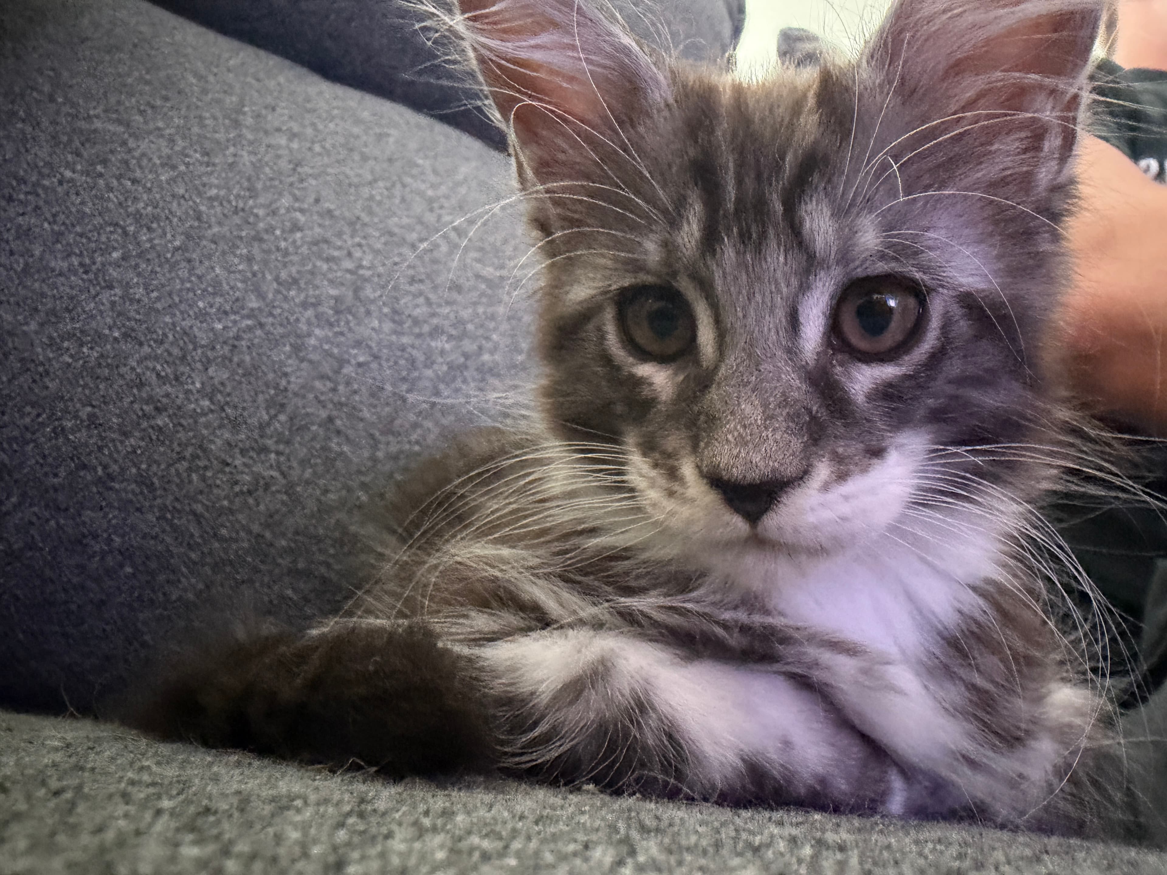 Maple
